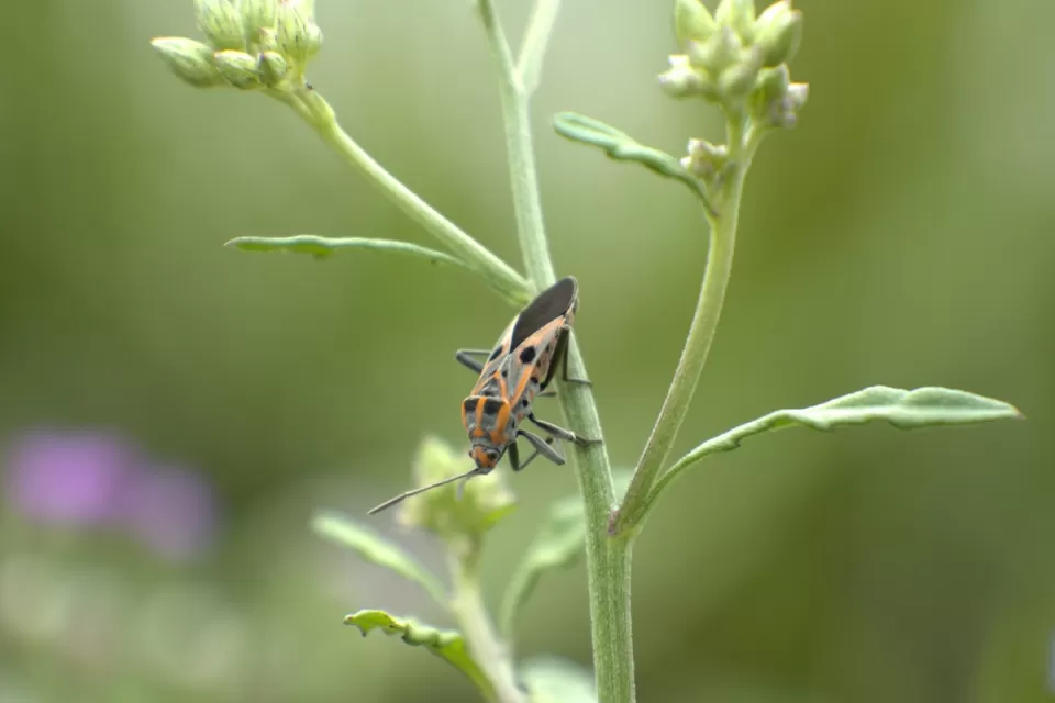 Close-up of yellow and black goldspotted oak borer beetle on blade of grass.